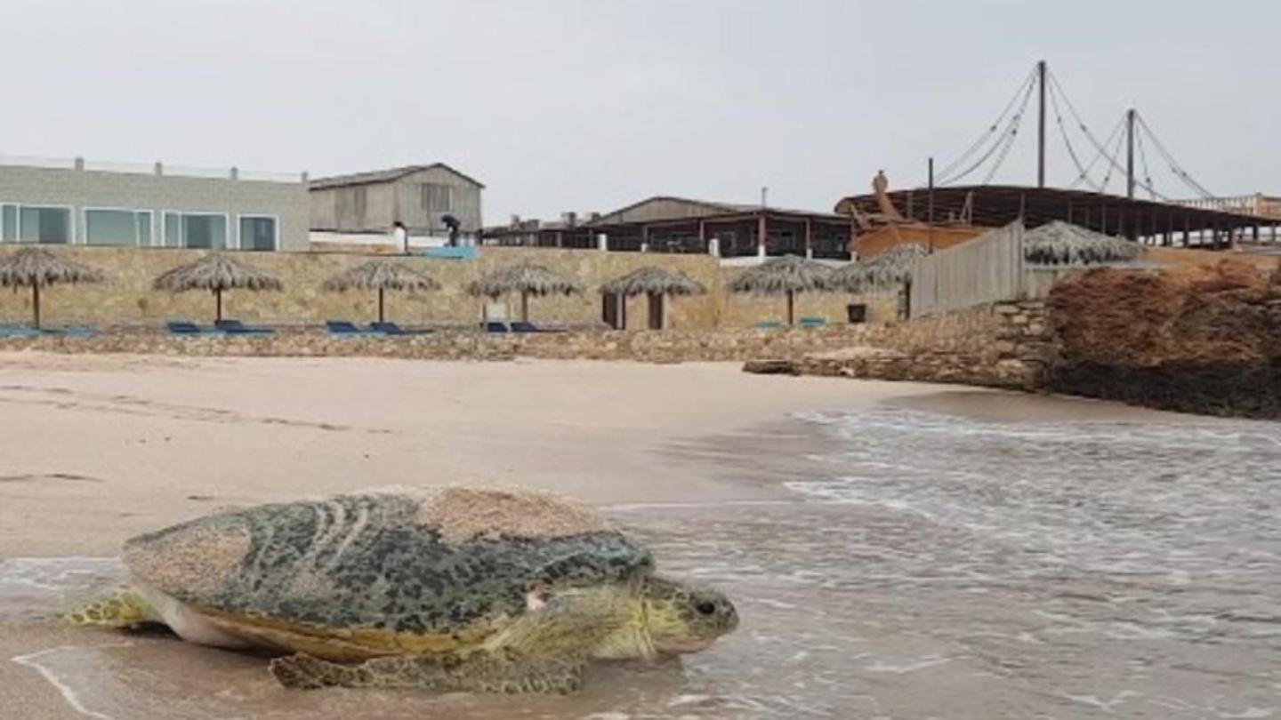 Turtle 3*